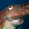 Cuttlefish